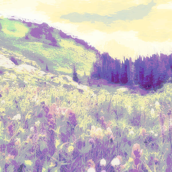 Meadow